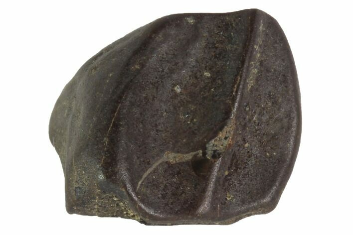 Triceratops Shed Tooth - Montana #98324
